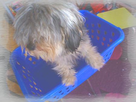 La mascotte