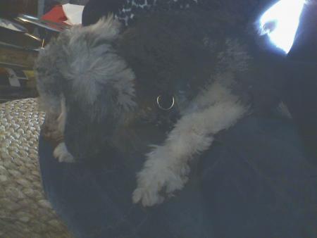 Ma vie de chien